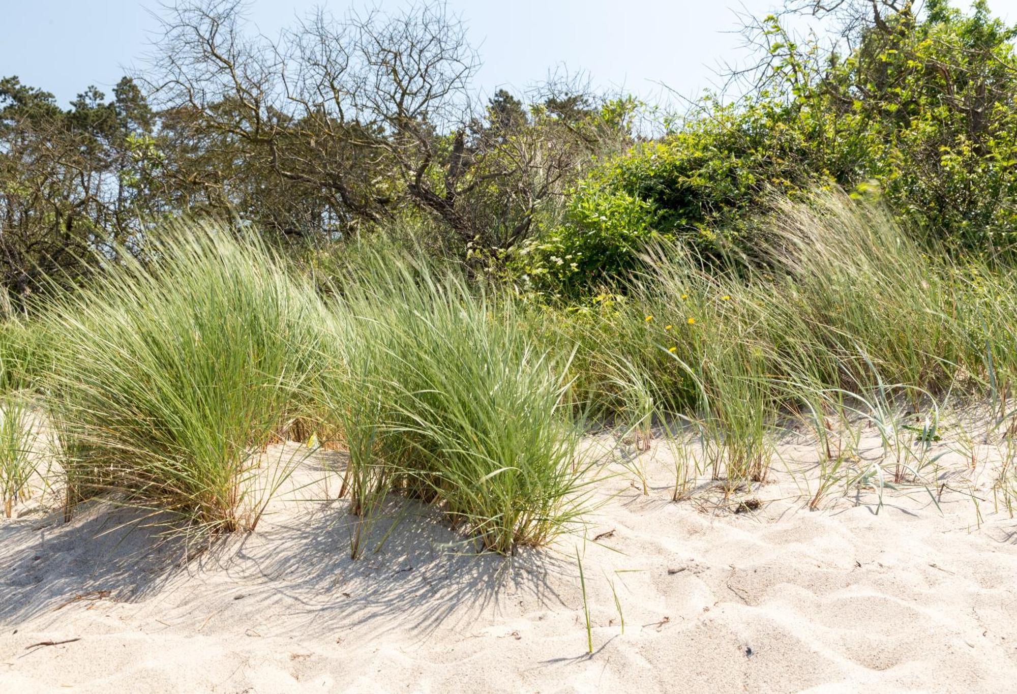 Apartment Schmidt - Strandhaus Direkt Am Mit Sauna, Sport Und Duenengarten I